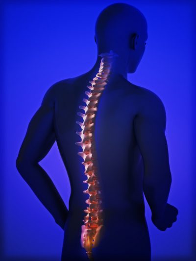 human-spine-2024-11-30-13-58-55-utc